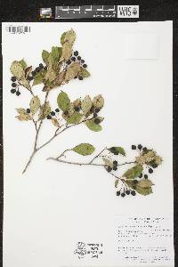 Aronia melanocarpa image