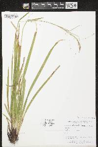 Carex arctata image