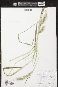 Echinochloa walteri image