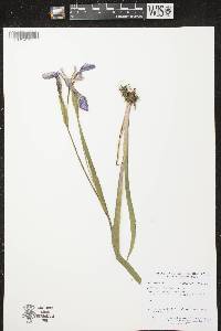 Iris versicolor image