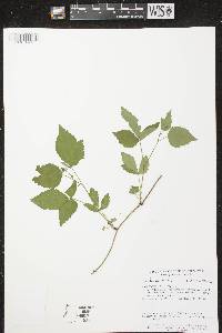 Rubus flagellaris image