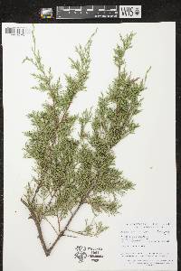 Juniperus virginiana var. virginiana image