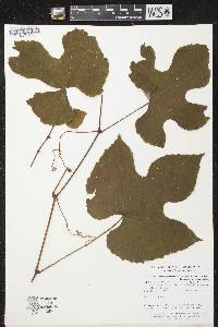 Vitis aestivalis var. bicolor image