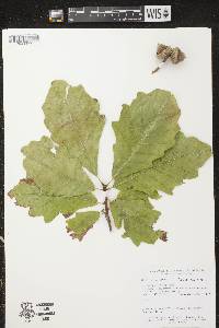 Quercus bicolor image