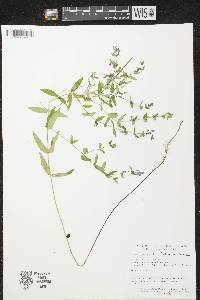 Scutellaria galericulata image