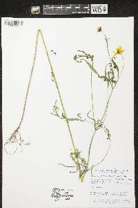 Bidens trichosperma image