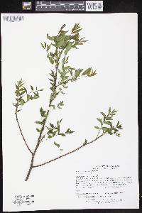 Zanthoxylum americanum image