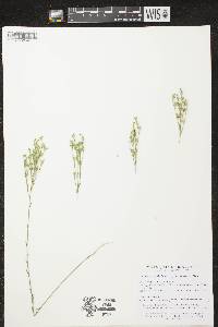 Linum sulcatum image