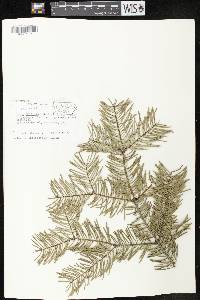 Abies amabilis image