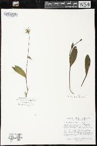 Platanthera clavellata image