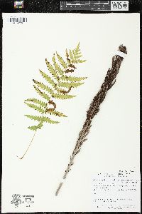 Matteuccia struthiopteris image