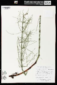 Equisetum palustre image