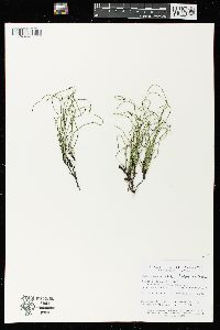 Equisetum scirpoides image