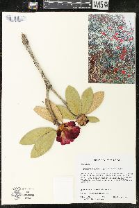 Image of Rhododendron arboreum