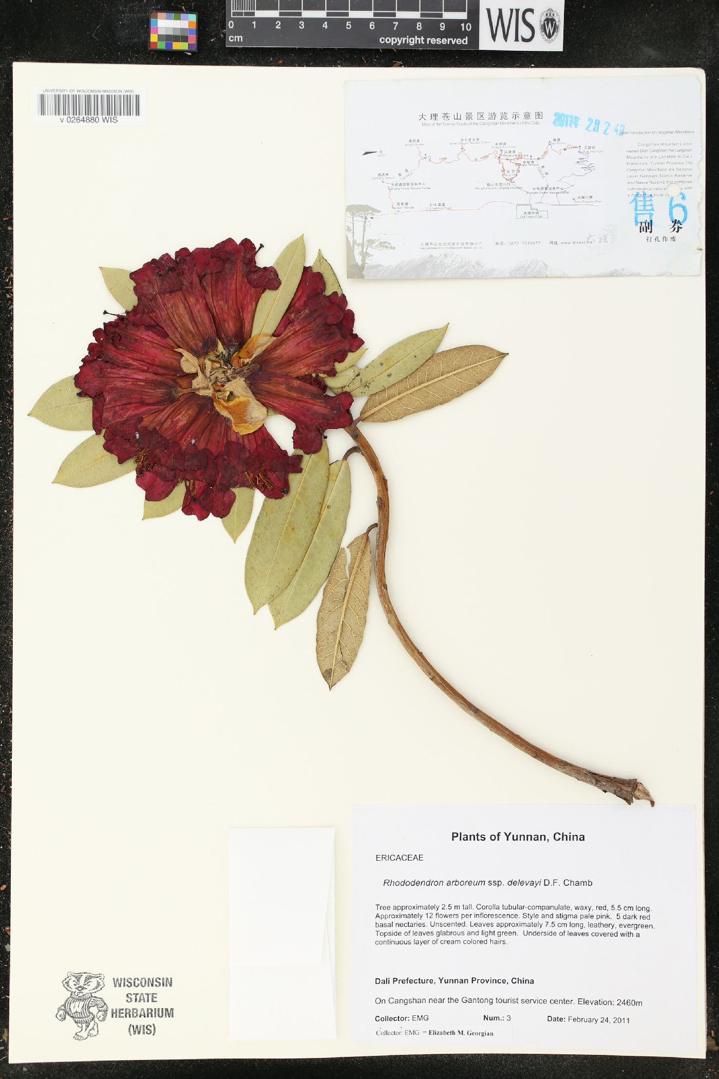Rhododendron arboreum image