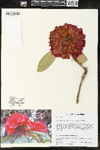 Rhododendron arboreum image