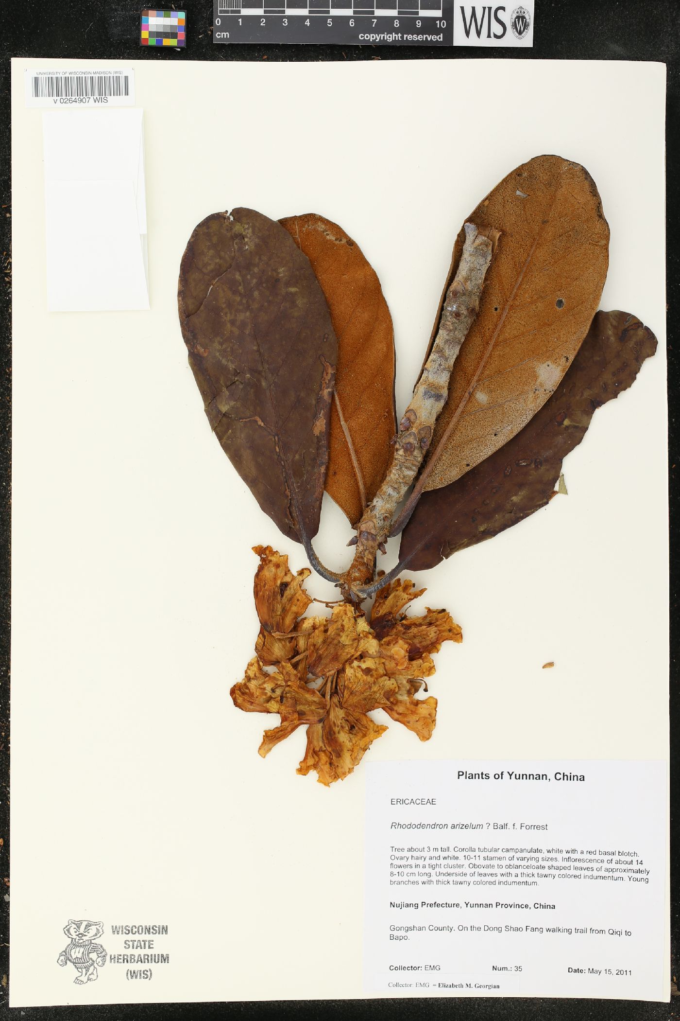 Rhododendron arizelum image
