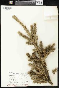 Abies balsamea var. phanerolepis image