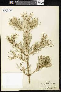 Abies concolor image