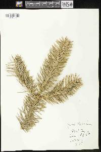 Abies holophylla image