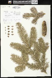 Abies cephalonica image