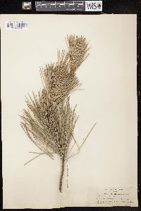 Pinus attenuata image