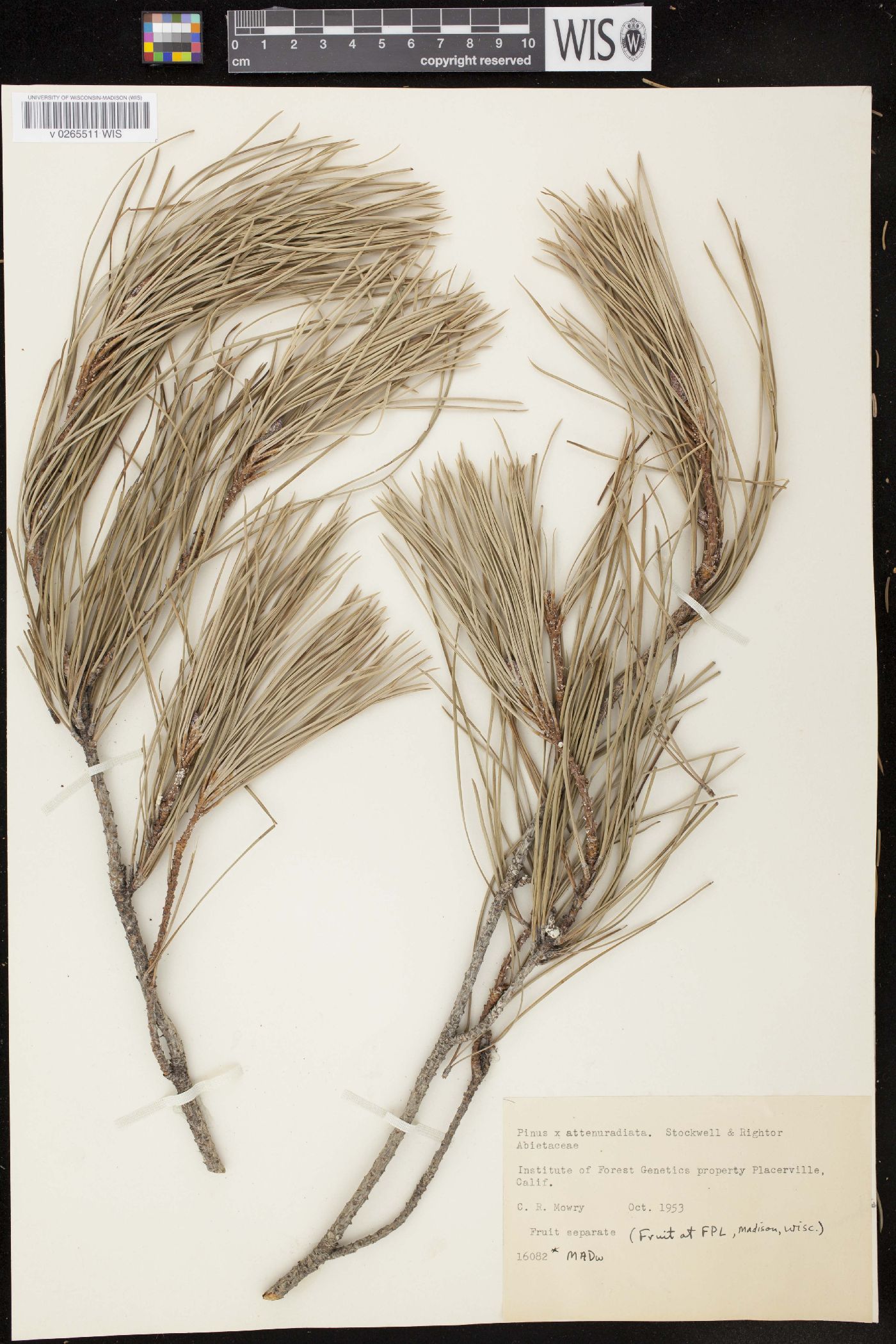 Pinus x attenuradiata image