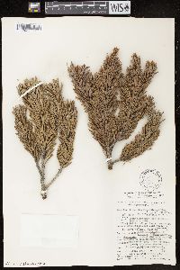 Pinus balfouriana image