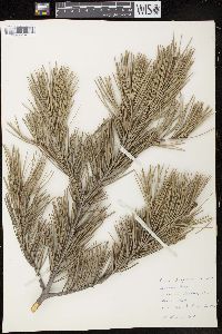 Pinus bungeana image