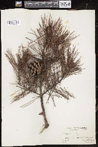 Pinus clausa image