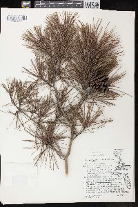 Pinus clausa image