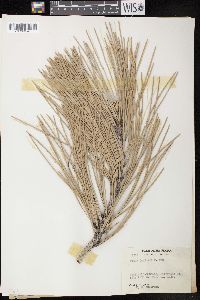 Pinus coulteri image