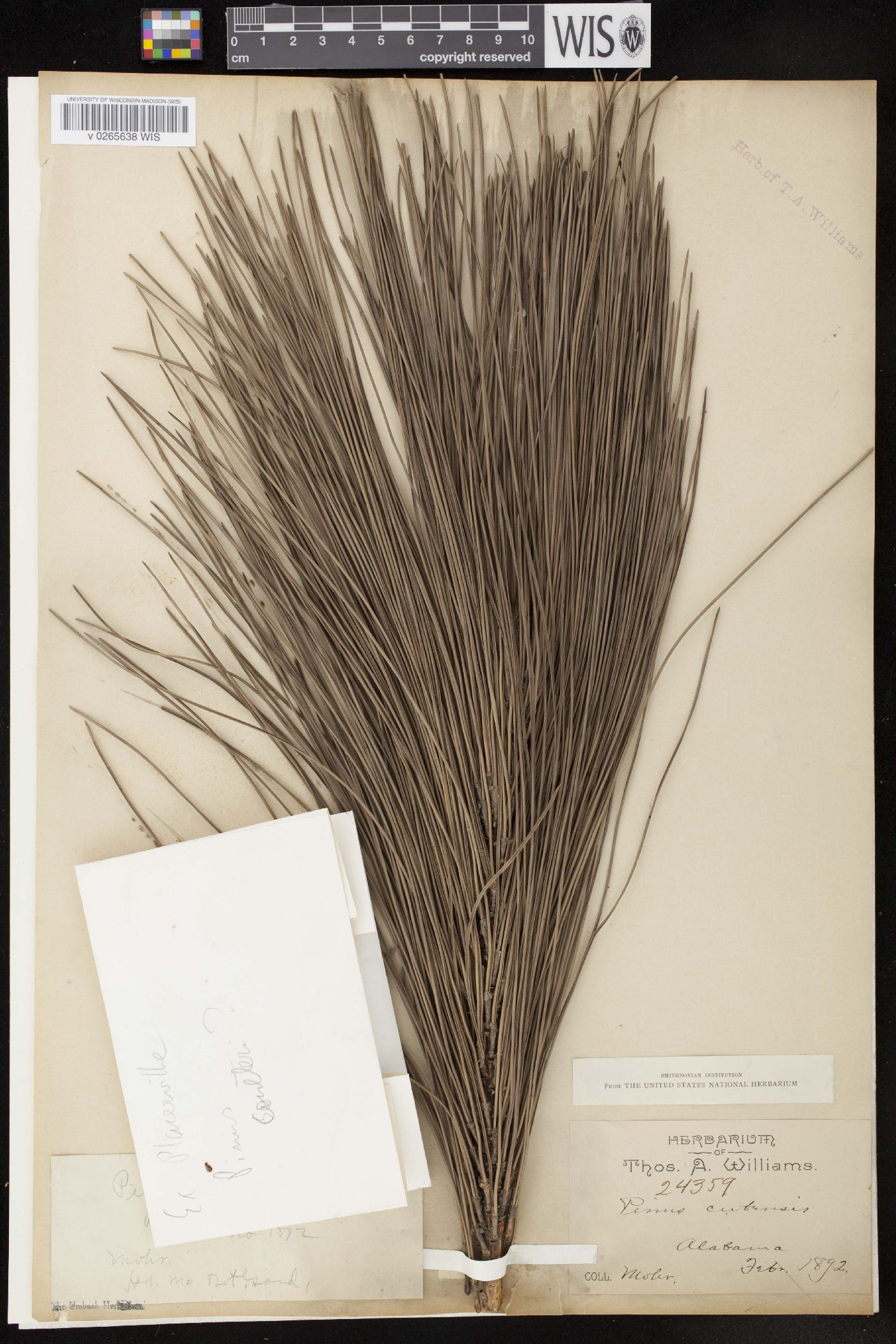 Pinus cubensis image