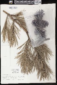 Pinus echinata image