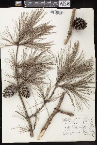 Pinus echinata image