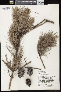 Pinus echinata image