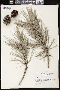 Pinus echinata image