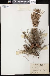 Pinus echinata image