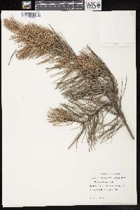 Pinus echinata image