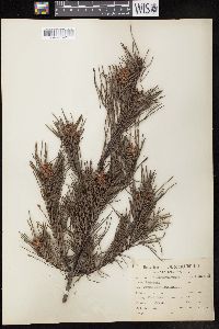 Pinus echinata image