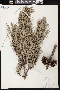 Pinus echinata image