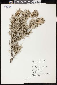 Pinus edulis image