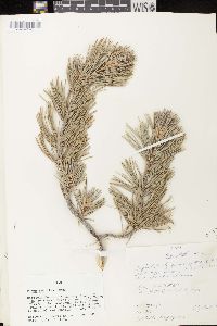 Pinus flexilis image