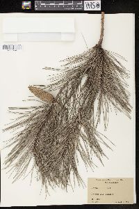 Pinus glabra image