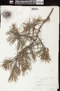 Pinus glabra image