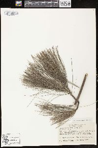 Pinus griffithii image