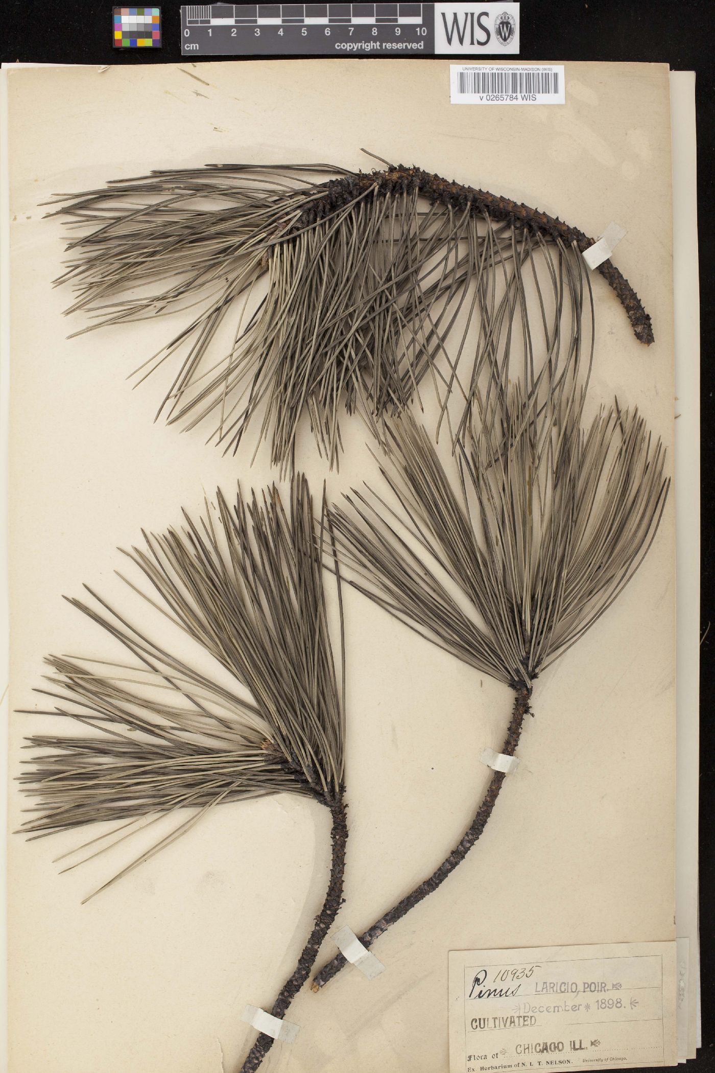 Pinus laricio image