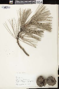 Pinus nigra image