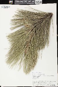 Pinus nigra image