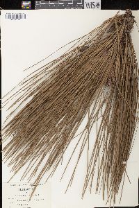 Pinus australis image